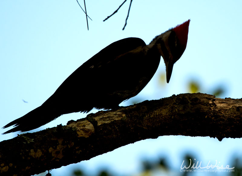 Pileated Woodpecker Okefenokee Swamp