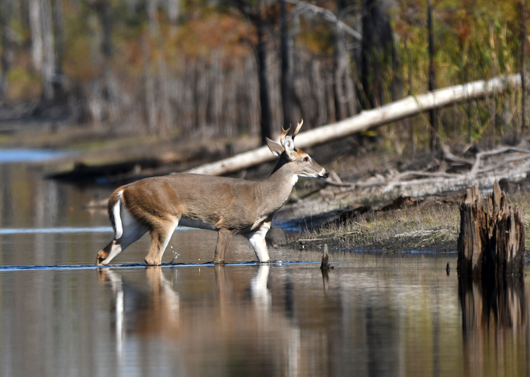 White-tailed Deer crosses the Okefenokee Swamp