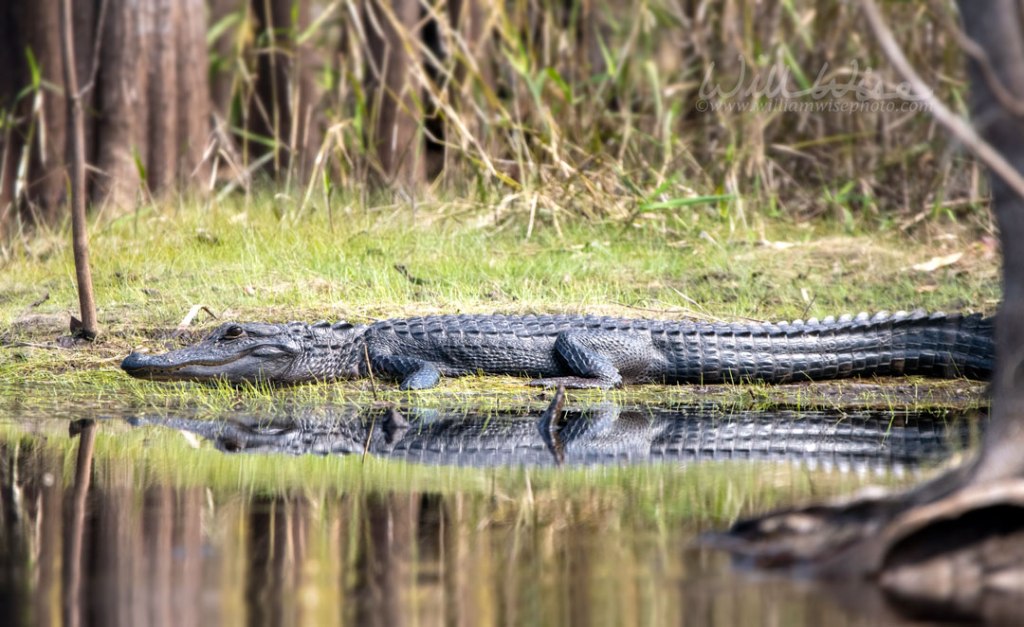 American Alligator in the Okefenokee Swamp